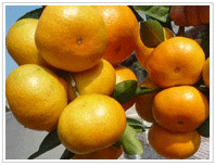 Shatang oranges-packing