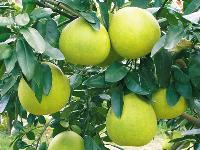 honeypomelo