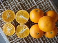 navel oranges