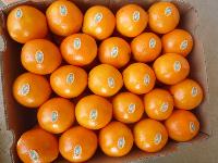 navel oranges