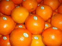 navel oranges