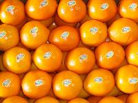 navel oranges